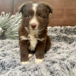 Meet your Posher, Angela